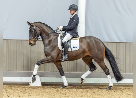 Westphalien, Jument, 4 Ans, 169 cm, Bai brun