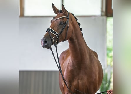 Westphalien, Jument, 4 Ans, 169 cm, Bai