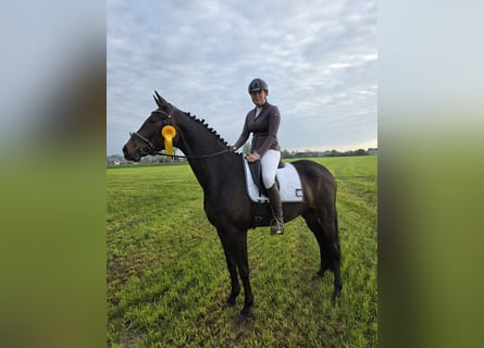 Westphalien, Jument, 4 Ans, 171 cm, Bai brun