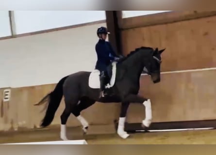 Westphalien, Jument, 4 Ans, 172 cm, Bai brun