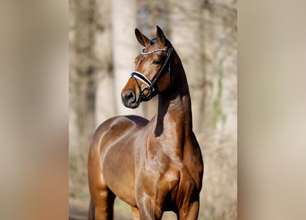 Westphalien, Jument, 4 Ans, 173 cm, Bai