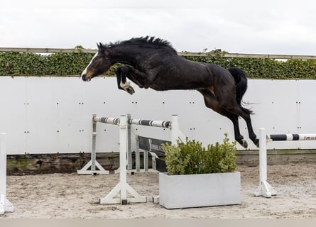 Westphalien, Jument, 4 Ans, 176 cm, Bai brun