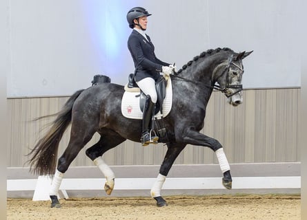 Westphalien, Jument, 4 Ans, Gris