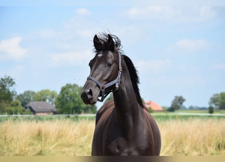 Westphalien, Jument, 4 Ans, Noir