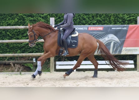 Westphalien, Jument, 5 Ans, 160 cm, Alezan