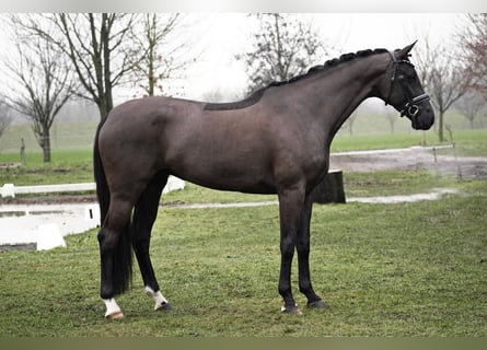 Westphalien, Jument, 5 Ans, 164 cm, Noir