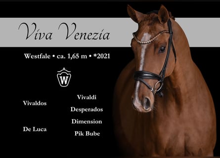 Westphalien, Jument, 5 Ans, 165 cm, Alezan