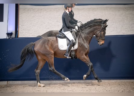 Westphalien, Jument, 5 Ans, 165 cm, Bai