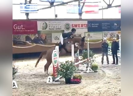 Westphalien, Jument, 5 Ans, 167 cm, Alezan