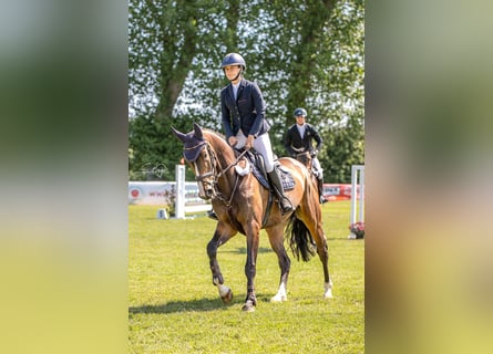 Westphalien, Jument, 5 Ans, 167 cm, Bai brun