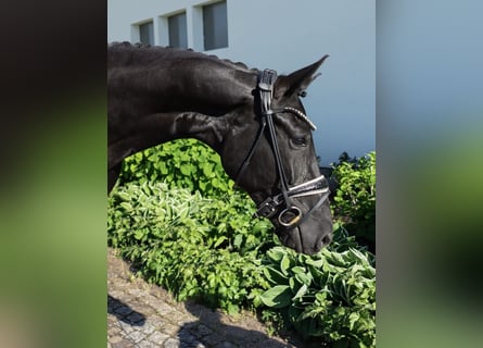 Westphalien, Jument, 5 Ans, 167 cm, Noir