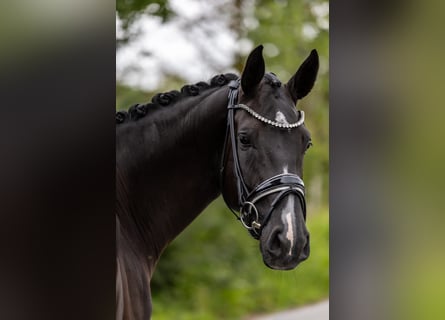 Westphalien, Jument, 5 Ans, 169 cm, Noir