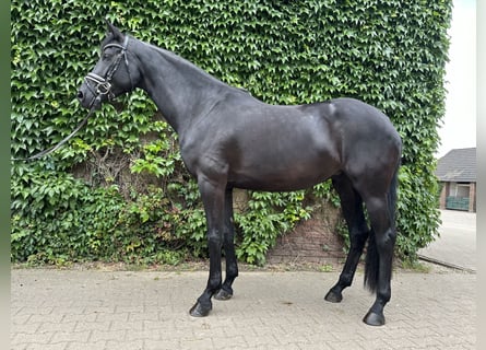 Westphalien, Jument, 5 Ans, 169 cm, Noir