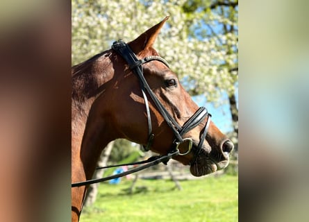 Westphalien, Jument, 5 Ans, 170 cm, Alezan brûlé