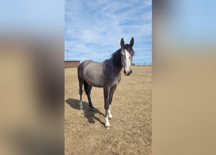 Westphalien, Jument, 5 Ans, Gris