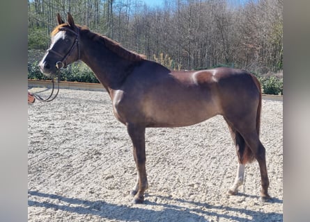 Westphalien, Jument, 6 Ans, 165 cm, Alezan brûlé