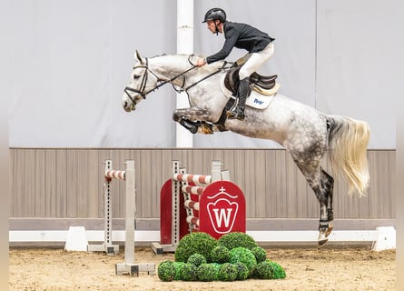 Westphalien, Jument, 6 Ans, 167 cm, Gris