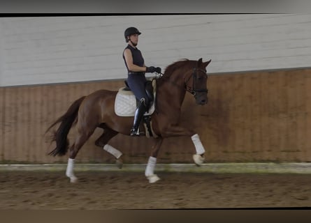 Westphalien, Jument, 6 Ans, 168 cm, Alezan
