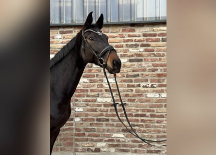 Westphalien, Jument, 6 Ans, 168 cm, Bai brun