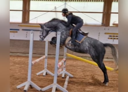 Westphalien, Jument, 6 Ans, 168 cm, Gris pommelé