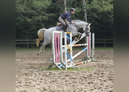 Westphalien, Jument, 7 Ans, 164 cm, Gris Westphalien, Jument, 7 Ans, 164 cm, Gris