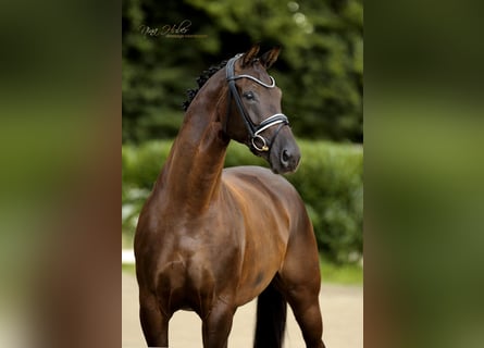 Westphalien, Jument, 7 Ans, 171 cm, Noir