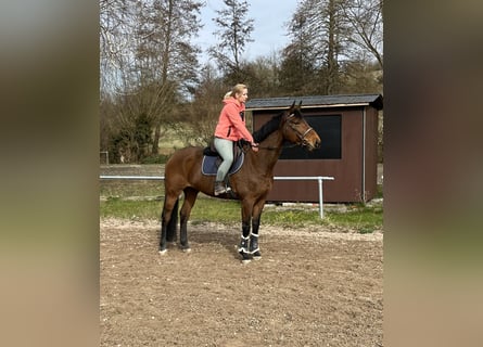 Westphalien, Jument, 8 Ans, 167 cm, Bai