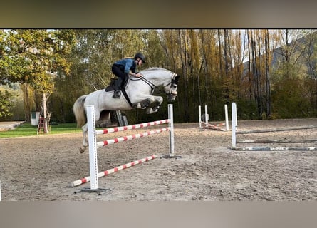 Westphalien, Jument, 8 Ans, 167 cm, Gris