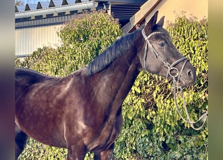 Westphalien, Jument, 8 Ans, 168 cm, Noir