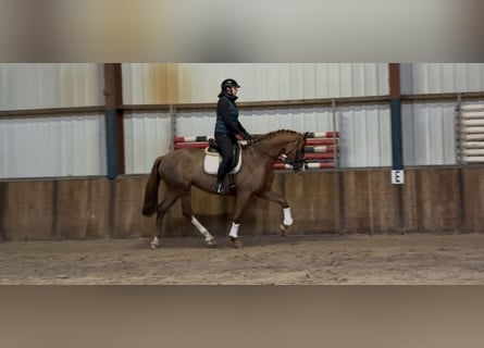 Westphalien, Jument, 8 Ans, 170 cm, Alezan