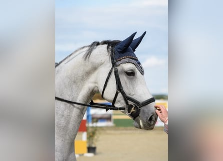 Westphalien, Jument, 8 Ans, 172 cm, Gris