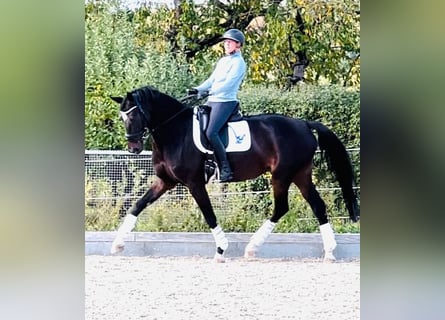 Westphalien, Jument, 8 Ans, 175 cm, Bai brun