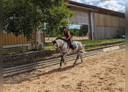 Westphalien, Jument, 9 Ans, 160 cm, Gris