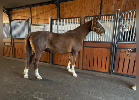 Westphalien, Jument, 9 Ans, 172 cm, Alezan brûlé