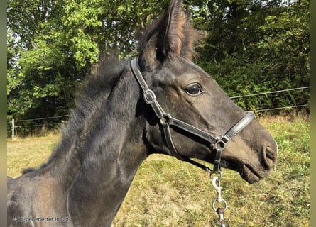 Westphalien, Jument, Poulain (04/2025), 168 cm, Noir
