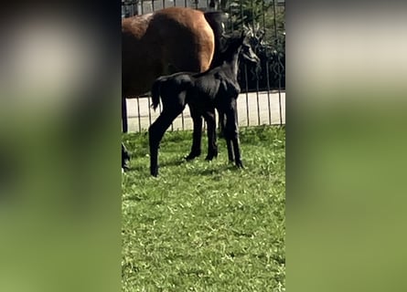 Westphalien, Jument, Poulain (03/2026), 170 cm, Noir