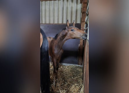 Westphalien, Jument, Poulain (05/2025), Bai brun