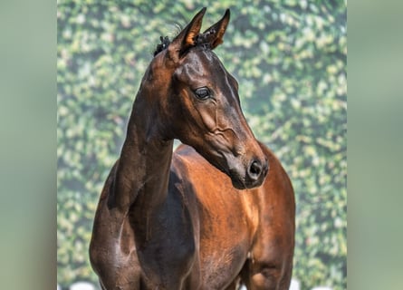 Westphalien, Jument, Poulain (05/2025), Bai brun