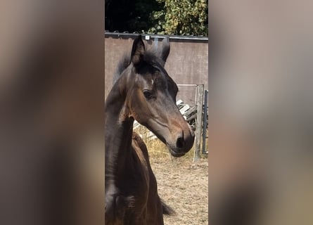 Westphalien, Jument, Poulain (05/2026), Bai brun