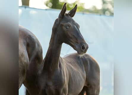 Westphalien, Jument, Poulain (04/2024), Bai brun foncé