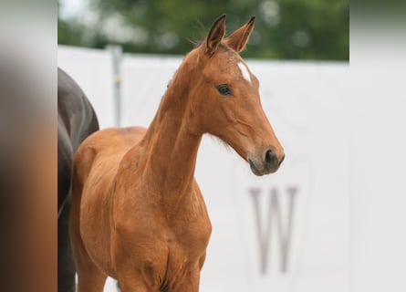 Westphalien, Jument, Poulain (02/2024), Bai