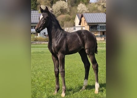 Westphalien, Jument, Poulain (03/2026), Noir