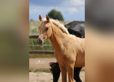 Westphalien, Jument, Poulain (03/2025), Palomino