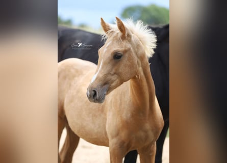 Westphalien, Jument, Poulain (03/2025), Palomino