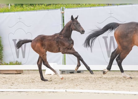 Westphalien, Jument, Poulain (03/2024), Peut devenir gris