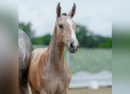 Westphalien, Jument, Poulain (04/2026), Peut devenir gris