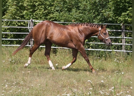 American Quarter Horse, Ogier, 4 lat, 154 cm, Ciemnokasztanowata