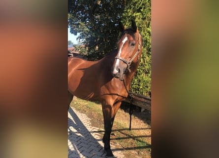 Würtemberger, Hongre, 12 Ans, 164 cm, Bai