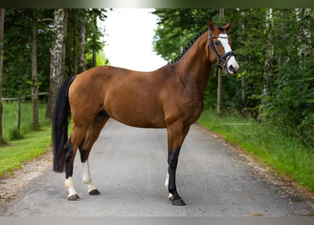 Würtemberger, Hongre, 15 Ans, 164 cm, Bai