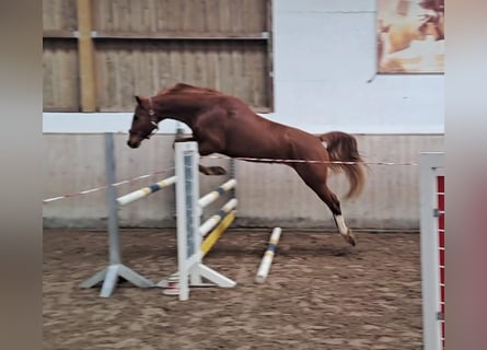 Würtemberger, Hongre, 4 Ans, 160 cm, Alezan